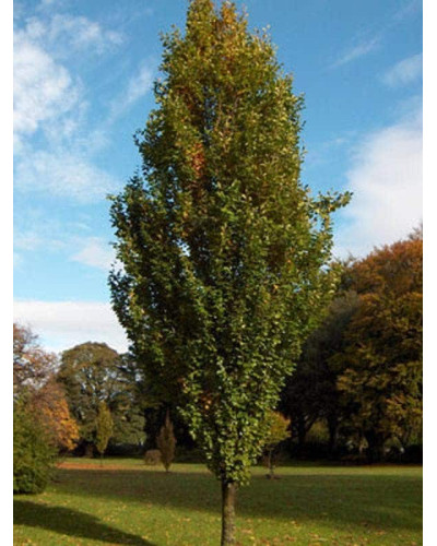 Бук лісовий Девік | Fagus sylvatica Dawyck | Бук лесной Дэвик