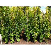 Бук лісовий Девік | Fagus sylvatica Dawyck | Бук лесной Дэвик
