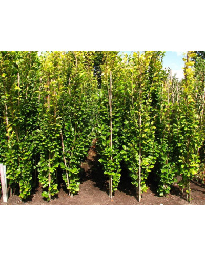 Бук лісовий Девік | Fagus sylvatica Dawyck | Бук лесной Дэвик