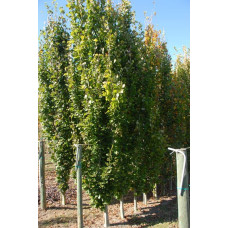 Бук лісовий Девік | Fagus sylvatica Dawyck | Бук лесной Дэвик