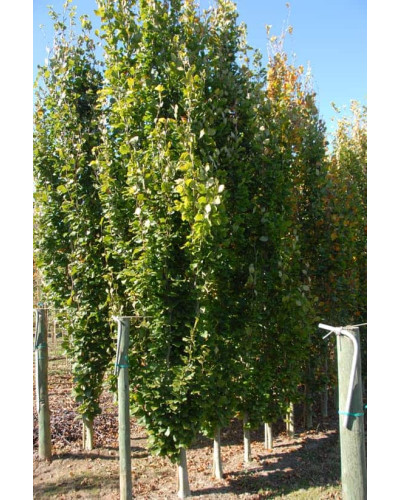 Бук лісовий Девік | Fagus sylvatica Dawyck | Бук лесной Дэвик