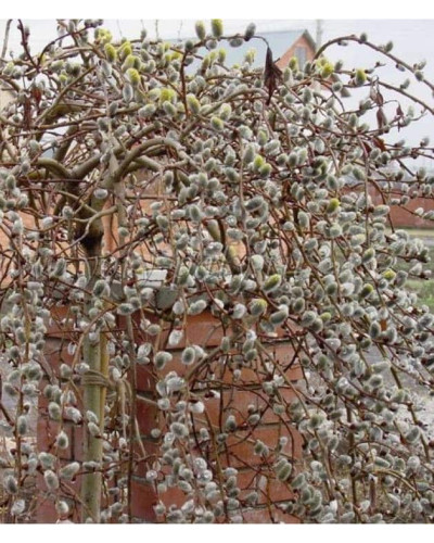 Верба козяча Керлі Локс на штамбі | Salix caprea Curly Locks on shtambe | Ива козья Керли Локс на штамбе