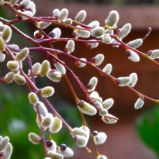 Верба козяча Керлі Локс на штамбі | Salix caprea Curly Locks on shtambe | Ива козья Керли Локс на штамбе