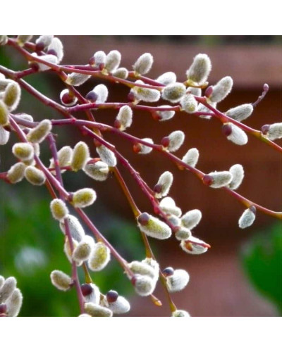 Верба козяча Керлі Локс на штамбі | Salix caprea Curly Locks on shtambe | Ива козья Керли Локс на штамбе