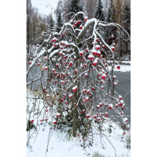 Горобина звичайна плакуча | Рябина обыкновенная Плакучая | Sorbus aucuparia Pendula