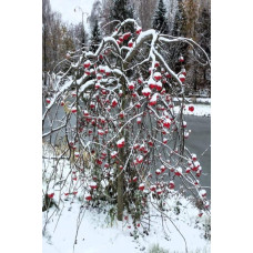 Горобина звичайна плакуча | Рябина обыкновенная Плакучая | Sorbus aucuparia Pendula