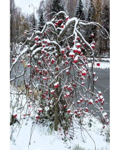 Горобина звичайна плакуча | Рябина обыкновенная Плакучая | Sorbus aucuparia Pendula
