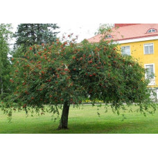 Горобина звичайна плакуча | Рябина обыкновенная Плакучая | Sorbus aucuparia Pendula