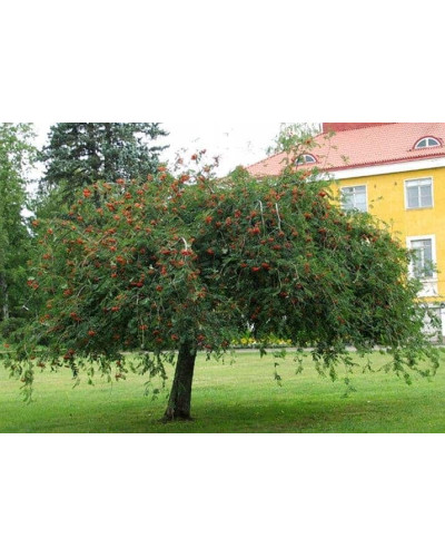 Горобина звичайна плакуча | Рябина обыкновенная Плакучая | Sorbus aucuparia Pendula