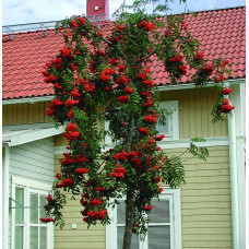 Горобина звичайна плакуча | Рябина обыкновенная Плакучая | Sorbus aucuparia Pendula