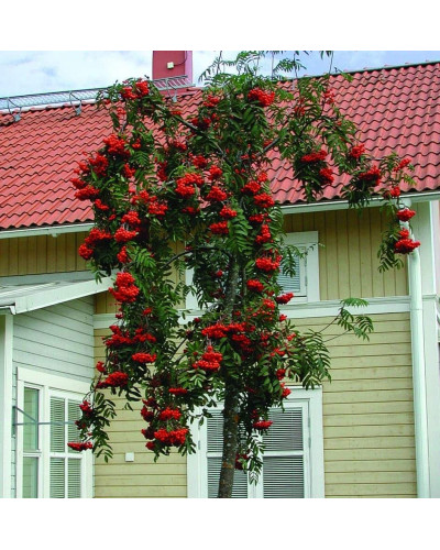 Горобина звичайна плакуча | Рябина обыкновенная Плакучая | Sorbus aucuparia Pendula