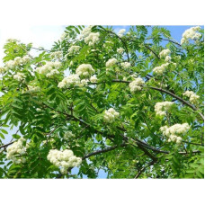 Горобина звичайна плакуча | Рябина обыкновенная Плакучая | Sorbus aucuparia Pendula
