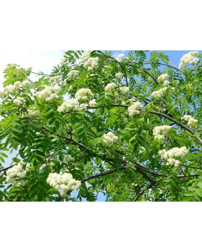 Горобина звичайна плакуча | Рябина обыкновенная Плакучая | Sorbus aucuparia Pendula