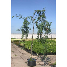 Горобина звичайна плакуча | Рябина обыкновенная Плакучая | Sorbus aucuparia Pendula