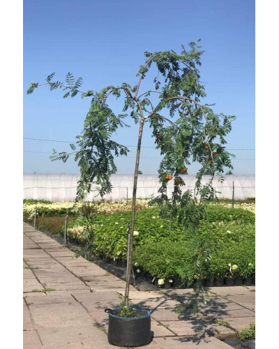 Горобина звичайна плакуча | Рябина обыкновенная Плакучая | Sorbus aucuparia Pendula