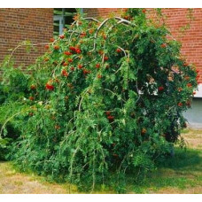 Горобина звичайна плакуча | Рябина обыкновенная Плакучая | Sorbus aucuparia Pendula