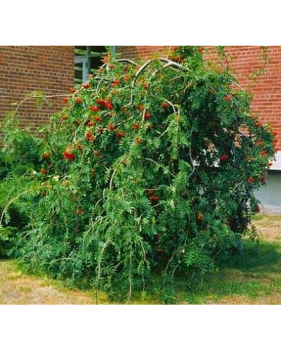 Горобина звичайна плакуча | Рябина обыкновенная Плакучая | Sorbus aucuparia Pendula
