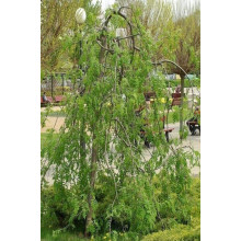 Горобина звичайна плакуча | Рябина обыкновенная Плакучая | Sorbus aucuparia Pendula