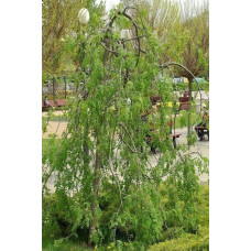Горобина звичайна плакуча | Рябина обыкновенная Плакучая | Sorbus aucuparia Pendula