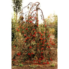 Горобина звичайна плакуча | Рябина обыкновенная Плакучая | Sorbus aucuparia Pendula