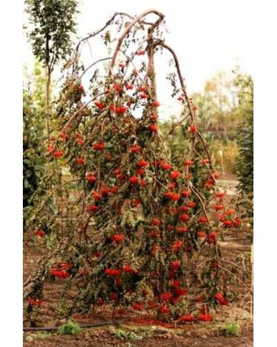 Горобина звичайна плакуча | Рябина обыкновенная Плакучая | Sorbus aucuparia Pendula