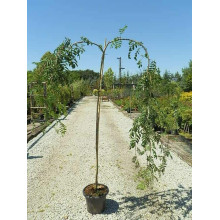 Горобина звичайна плакуча | Рябина обыкновенная Плакучая | Sorbus aucuparia Pendula