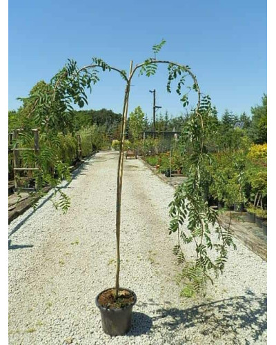 Горобина звичайна плакуча | Рябина обыкновенная Плакучая | Sorbus aucuparia Pendula