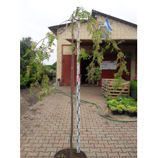 Горобина звичайна плакуча | Рябина обыкновенная Плакучая | Sorbus aucuparia Pendula