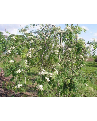 Горобина звичайна плакуча | Рябина обыкновенная Плакучая | Sorbus aucuparia Pendula