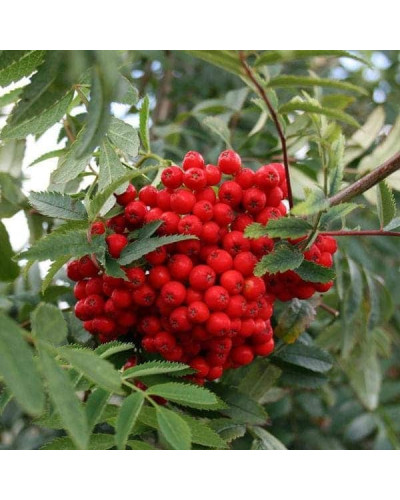 Горобина звичайна плакуча | Рябина обыкновенная Плакучая | Sorbus aucuparia Pendula