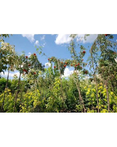 Горобина звичайна плакуча | Рябина обыкновенная Плакучая | Sorbus aucuparia Pendula