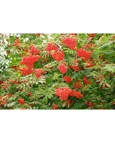 Горобина звичайна плакуча | Рябина обыкновенная Плакучая | Sorbus aucuparia Pendula