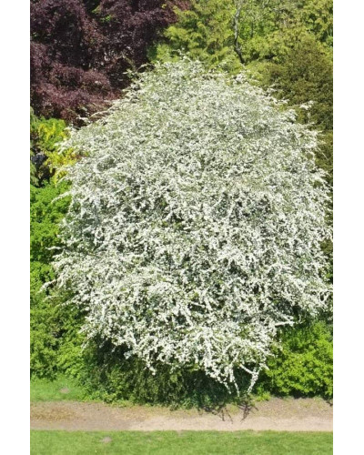 Глід одноматочковий Компакта (кулястий) | Боярышник однопестичный Компакта (шаровидный) | Crataegus monogyna Сompacta