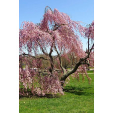 Вишня підшерстна Пендула (плакуча) | Prunus subhirtella Pendula| Вишня подшёрстная Пендула (плакучая)