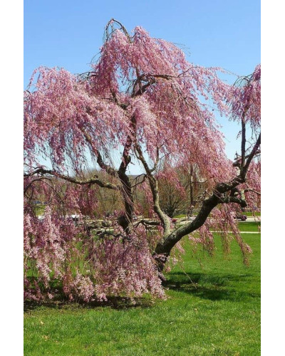 Вишня підшерстна Пендула (плакуча) | Prunus subhirtella Pendula| Вишня подшёрстная Пендула (плакучая)