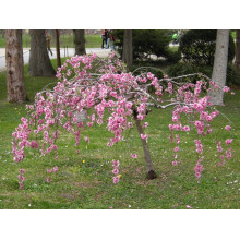 Вишня підшерстна Пендула (плакуча) | Prunus subhirtella Pendula| Вишня подшёрстная Пендула (плакучая)