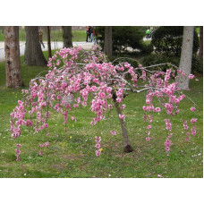 Вишня підшерстна Пендула (плакуча) | Prunus subhirtella Pendula| Вишня подшёрстная Пендула (плакучая)