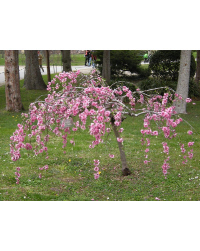 Вишня підшерстна Пендула (плакуча) | Prunus subhirtella Pendula| Вишня подшёрстная Пендула (плакучая)