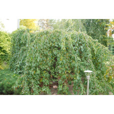 Вишня підшерстна Пендула (плакуча) | Prunus subhirtella Pendula| Вишня подшёрстная Пендула (плакучая)
