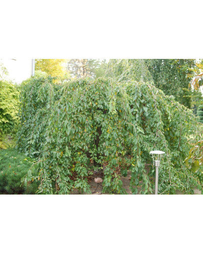 Вишня підшерстна Пендула (плакуча) | Prunus subhirtella Pendula| Вишня подшёрстная Пендула (плакучая)