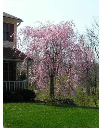 Вишня підшерстна Пендула (плакуча) | Prunus subhirtella Pendula| Вишня подшёрстная Пендула (плакучая)