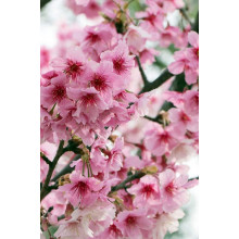Вишня курильська Рубі | Вишня курильская Руби | Prunus kurilensis Ruby