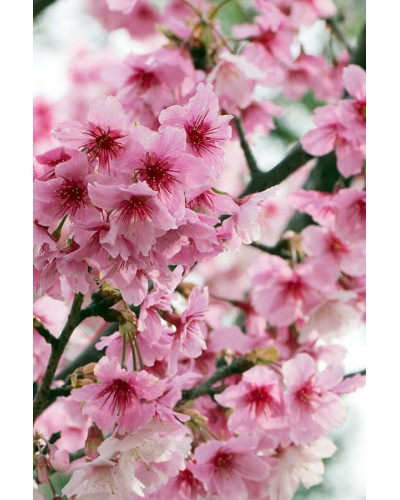 Вишня курильська Рубі | Вишня курильская Руби | Prunus kurilensis Ruby