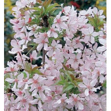 Вишня курильська Рубі | Вишня курильская Руби | Prunus kurilensis Ruby
