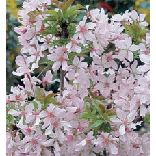Вишня курильська Рубі | Вишня курильская Руби | Prunus kurilensis Ruby