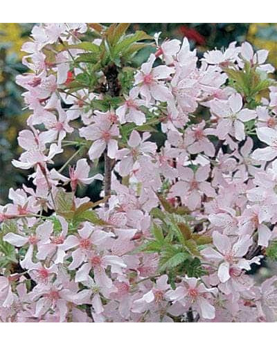 Вишня курильська Рубі | Вишня курильская Руби | Prunus kurilensis Ruby