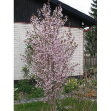 Вишня курильська Рубі | Вишня курильская Руби | Prunus kurilensis Ruby