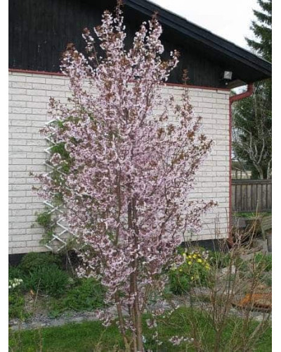 Вишня курильська Рубі | Вишня курильская Руби | Prunus kurilensis Ruby