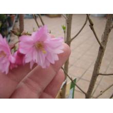 Вишня курильська Рубі | Вишня курильская Руби | Prunus kurilensis Ruby