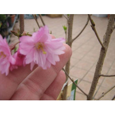 Вишня курильська Рубі | Вишня курильская Руби | Prunus kurilensis Ruby